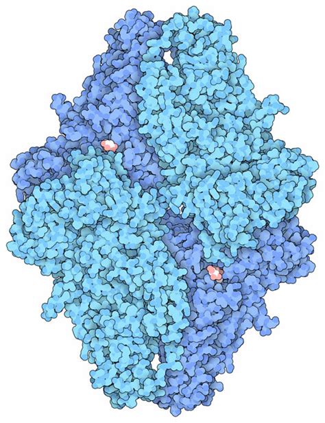 PDB-101: Molecule of the Month: Beta-galactosidase