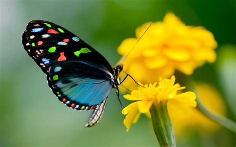 Butterfly on yellow flowers so nice images HD Wallpapers | HD Wallpapers