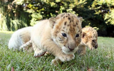 Say Hello To These Super Rare, Unbelievably Adorable White Liger Cubs! – grape