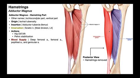 Hamstrings Anatomy & Function 💪 Origins, Insertions, ... - YouTube