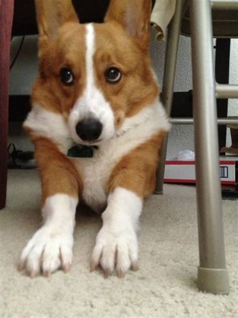 Wordless Wednesday: 10 Corgi Eye Rolls - The Daily Corgi