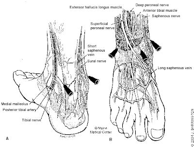 PG Medic: Ankle Block