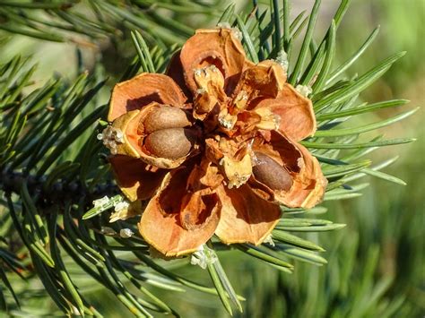 Walking Arizona: Piñon Pinecone