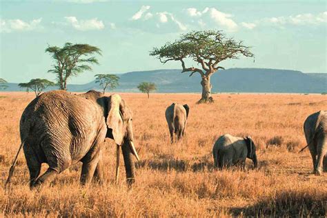 TARANGIRE NATIONAL PARK | Famous Tours and Safaris