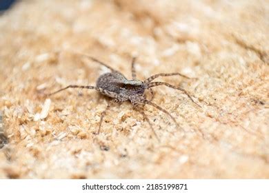 3,100 Araneomorphae Spiders Images, Stock Photos & Vectors | Shutterstock