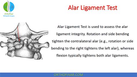 Alar Ligament