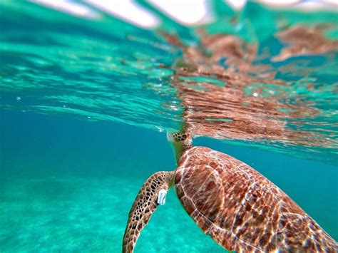 6 best snorkeling spots in puerto rico – Artofit