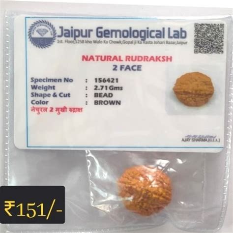 2 Mukhi Rudraksha (Original & Certified) - Kashi Pujan