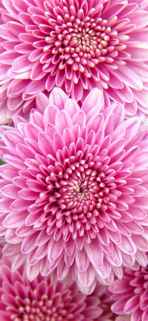 Chrysanthemum Wallpapers (81 images) - WallpaperCosmos