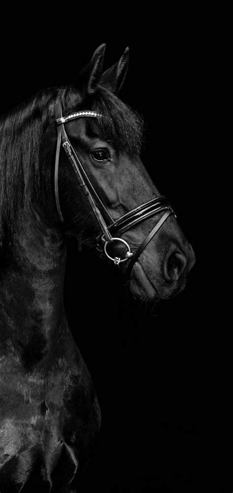 Black horse wallpaper | Horse wallpaper, Black horse, Horses