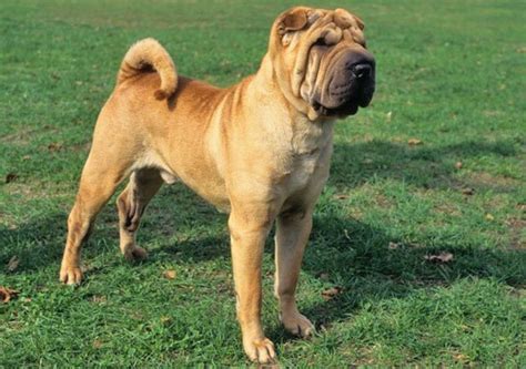 Chinese Shar Pei vs Boerboel - Breed Comparison | MyDogBreeds