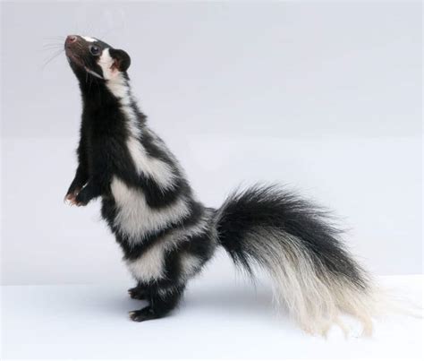 Spotted Skunk - A-Z Animals