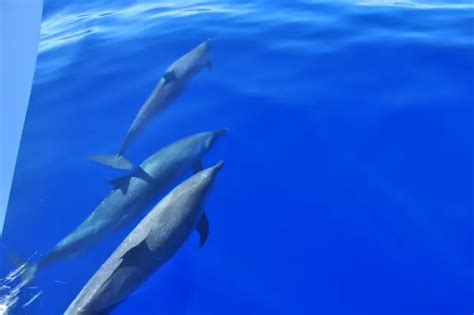 Want to Swim With Dolphins in Oahu Hawaii? Here's How and Where.