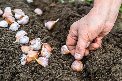 Growing Garlic: How to Plant, Grow, Harvest, and Store