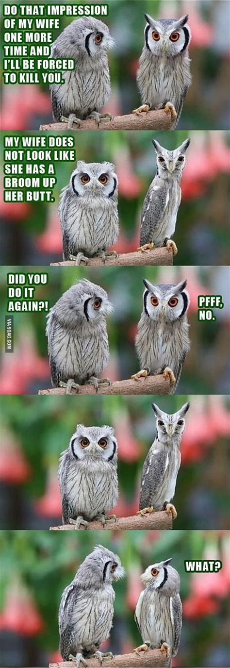 Do that impression of my wife one more time... - Funny | Funny owls, Funny birds, Funny animal ...