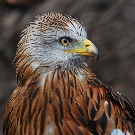 http://hubpages.com/hub/Red-Kites-The-Most-Majestic-And-Beautiful-Birds ...