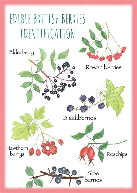 Printable Edible Berries Identification Pdf Printable Nature - Etsy ...