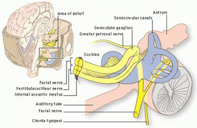 Vestibulocochlear_nerve.gif (400×261) | Facial nerve, Nerve anatomy, Nerve