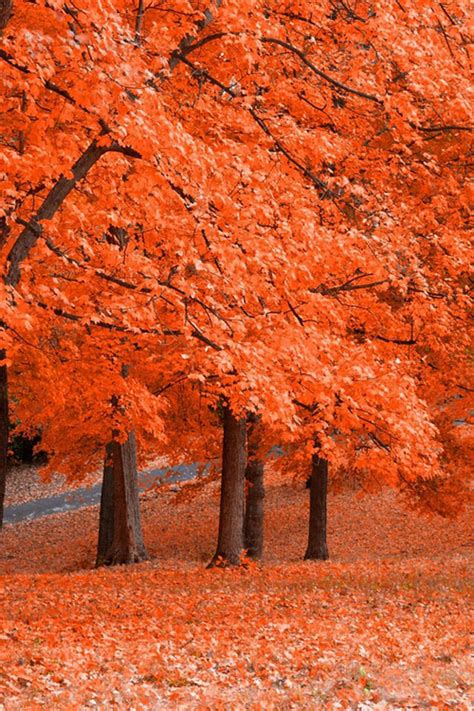 Autumn Trees Pictures, Photos, and Images for Facebook, Tumblr, Pinterest, and Twitter