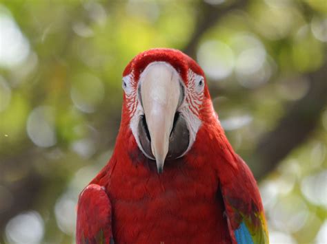 The Online Zoo - Red-and-green Macaw