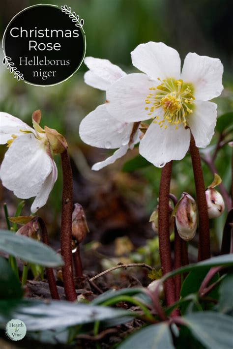 Christmas Rose (Helleborus niger) | Hearth and Vine