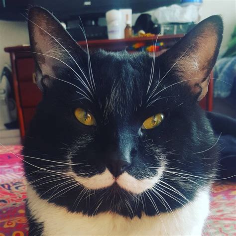 Man Finds Tuxedo Cat with Purrfect Stache and Gentle Heart - Love Meow