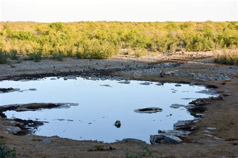 Watering Hole - Etosha, Namibia Stock Image - Image of park, south: 60362245