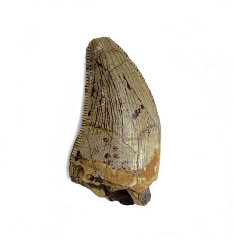 Fossils For Sale | Fossils-UK.com | Rare Middle Jurassic Theropod (Megalosaurid) Dinosaur Tooth ...