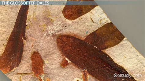 Glossopteris: Fossils, Overview - Video & Lesson Transcript | Study.com