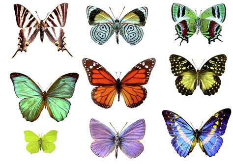 Nine Colorful Butterflies Photograph by Imv - Fine Art America