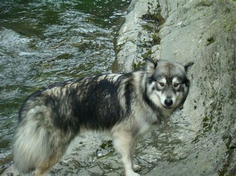 Alaskan Husky Wolf Mix