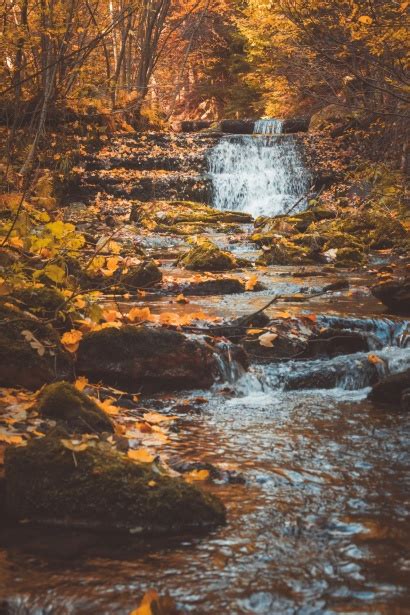 Stream In Forest In Autumn Free Stock Photo - Public Domain Pictures