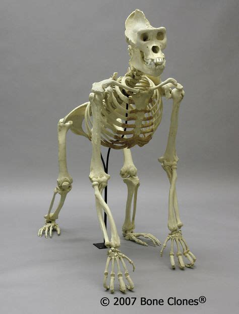 16 Ape skeleton ideas | skeleton, apes, gorilla