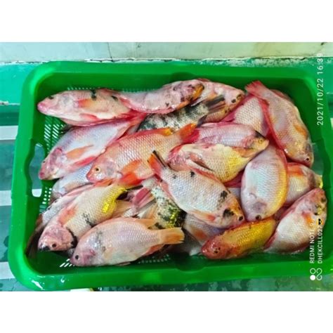 Jual IKAN NILA MERAH SEGAR 1KG | Shopee Indonesia