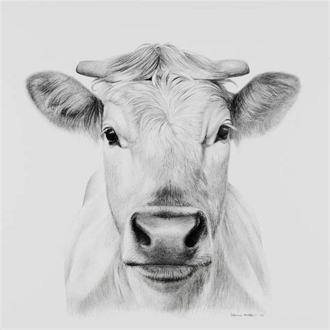 Portrait drawing of a cow | Pencil drawing images, Cow sketch, Cow drawing