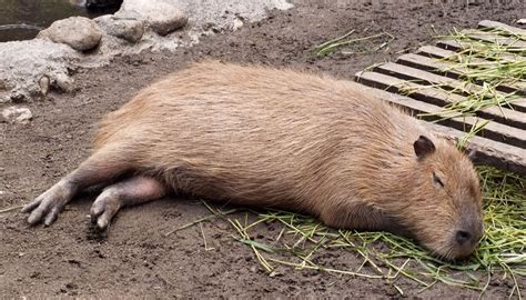 Sleeping Capy | カピバラ, 動物, 可愛い 動物