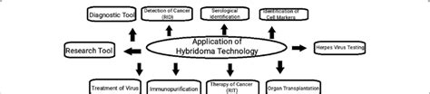 Application of hybridoma technology | Download Scientific Diagram