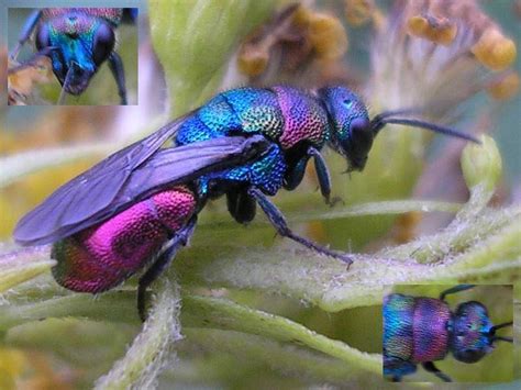 More Beautiful Bees: Chrysididae | Beautiful bugs, Animals bugs, Bee