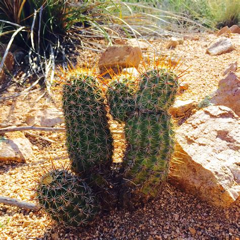 Plants In Arizona Desert - venetta marielle