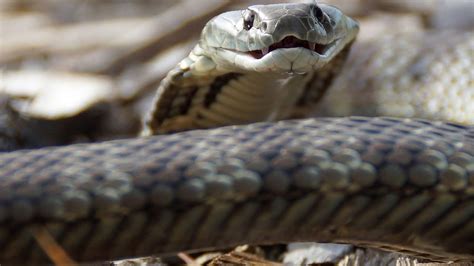 Snake bite on Kangaroo Island near Kingscote | The Advertiser