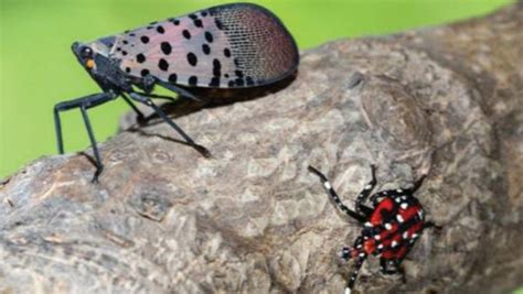 13 NJ counties now on spotted lanternfly quarantine map