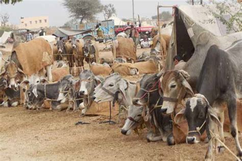 Nagaur Cattle Fair in Rajasthan – Dates, Location, Schedule