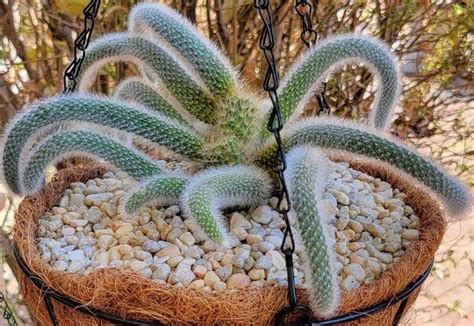 Monkey's Tail Cactus: Care and Propagation Guide