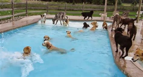 Canine Pool Party | The Ark In Space