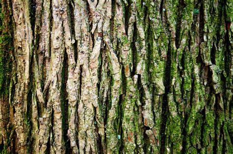 Free Stock Photo of Tree trunk texture | Download Free Images and Free Illustrations