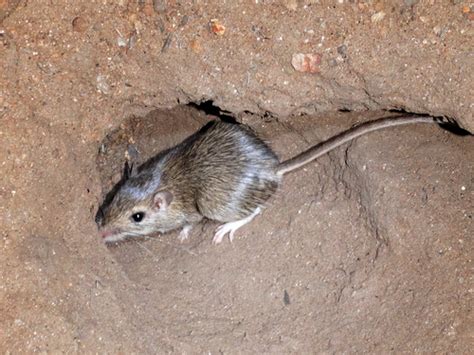 California pocket mouse - Alchetron, the free social encyclopedia