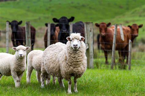 How to feed ewes pre-mating - Sharpes Stock Feeds