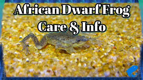 Are African Dwarf Frogs Fully Aquatic? The 7 Detailed Answer - Chambazone.com