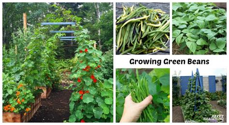 Growing Green Beans: In Garden Beds and Containers