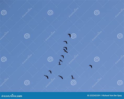 Birds Flying in a V Formation Stock Image - Image of copy, natural ...